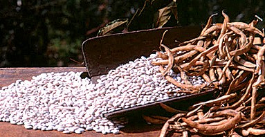 Un cesto di fagioli di Sorana fagiolo-sorana
