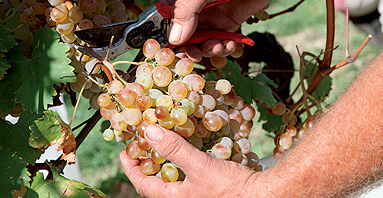 Dall'uva al vino vino-pistoiese