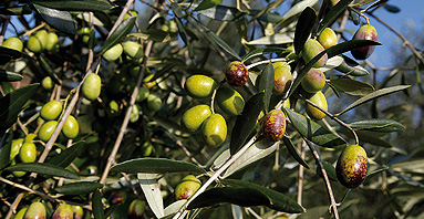 Un prodotto della natura olio-pistoia