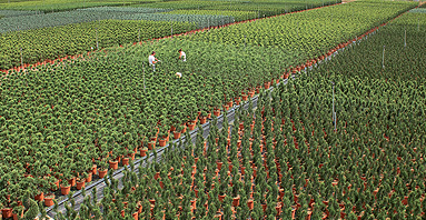 Il futuro è verde