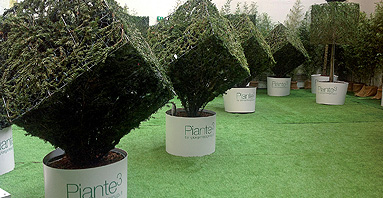 Piante al Cubo