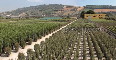 Giorgio Tesi Group