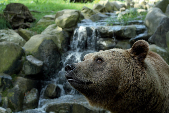 Orso allo Zoo