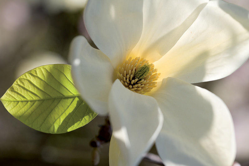 Fiore di Magnolia