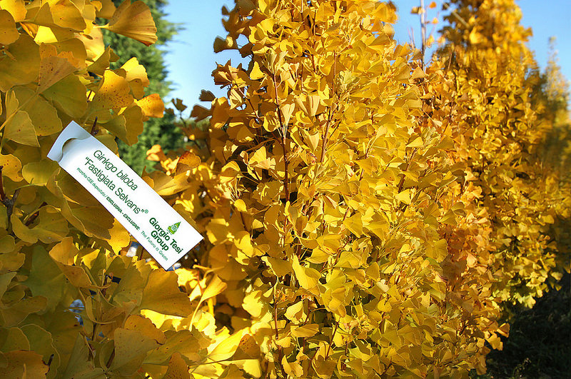 Ginkgo Biloba