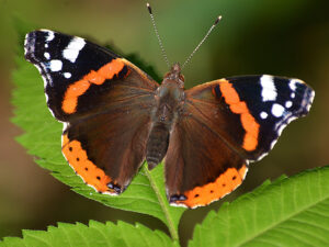 vanessa atalanta stefano petrassi