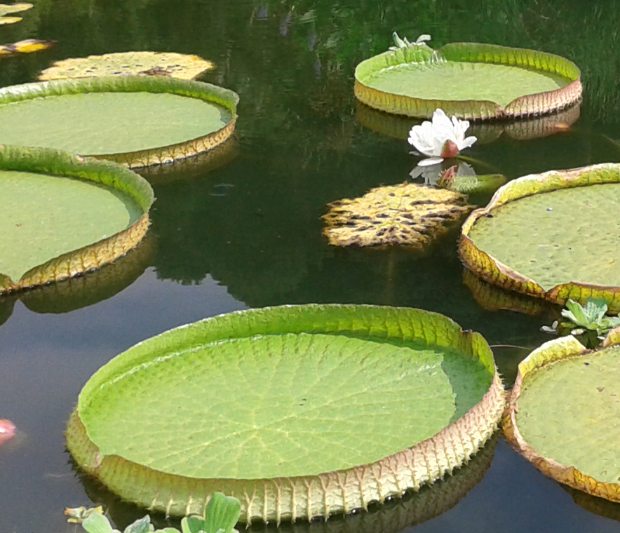 victoria amazonica giardino garzoni flowershow estate