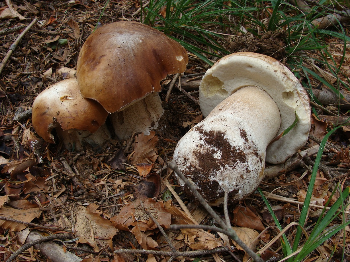 Boletus edulis padule