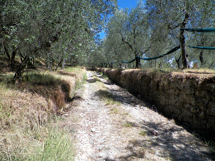 sentiero colle a buggiano