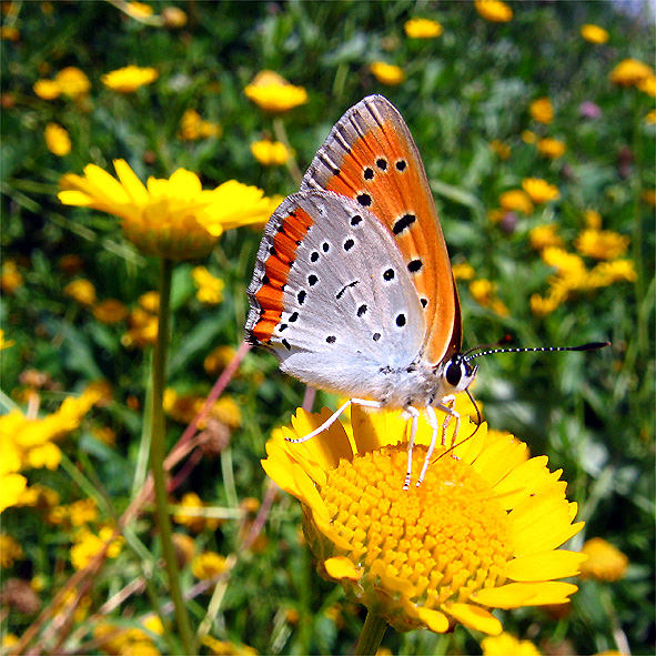 licena paludi alessio bartolini