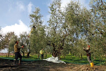 olio montalbano pistoia