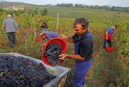 vino montalbano pistoia