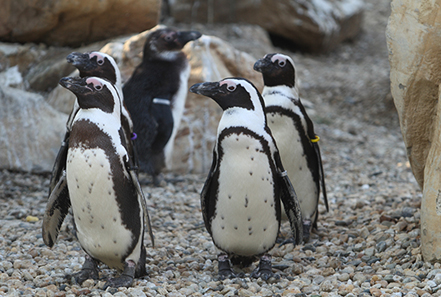 zoo pistoia 01