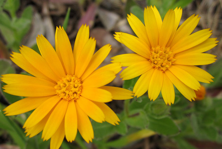 calendula padule fucecchio