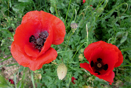 papavero padule fucecchio