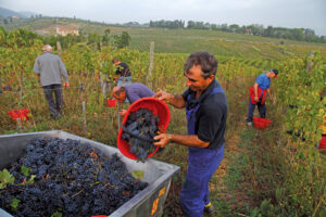 vino pistoia 2