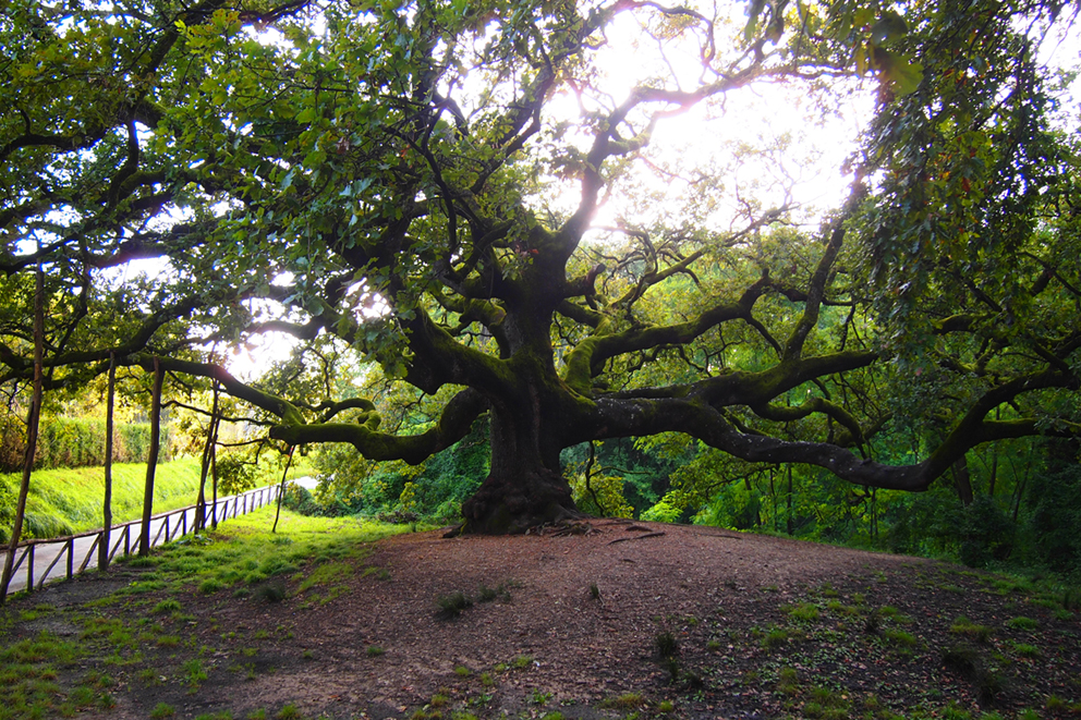 ombra quercia grande 1