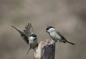 studiare tutelare biodiversita 3