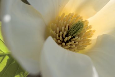 magnolia-pianta-antica