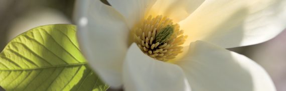 magnolia-ancient-plant