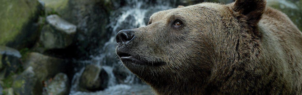 micco-aiuta-orso-marsicano