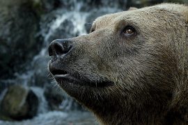 micco-aiuta-orso-marsicano