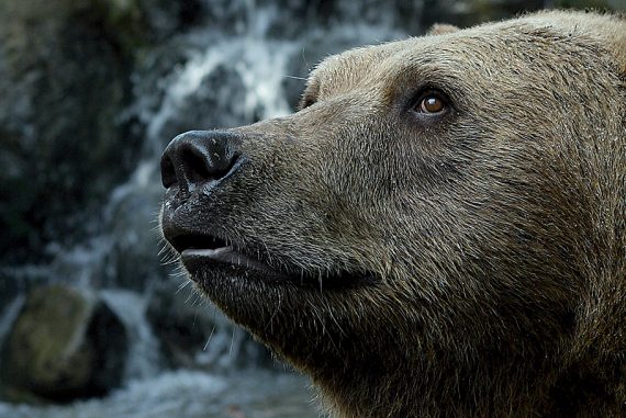micco-aiuta-orso-marsicano