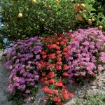 giardini_buggiano_10