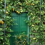giardini_buggiano_5