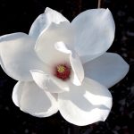 magnolia_1
