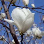 magnolia_2
