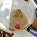 magnolia_3