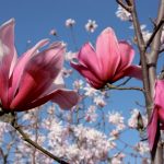 magnolia_4