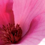 magnolia_5