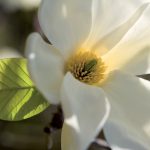magnolia_6