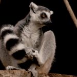 zoo_n2_4
