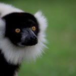 zoo_n2_6