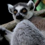 zoo_n2_7