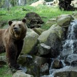 zoo_n3_orso_7