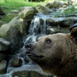 zoo_n3_orso_8