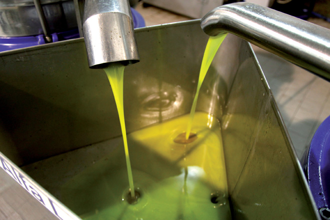 L’olio del Pistoiese