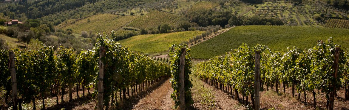 storia-di-un-vino-conosciuto-in-tutto-il-mondo