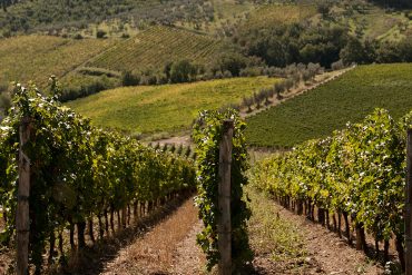 storia-di-un-vino-conosciuto-in-tutto-il-mondo