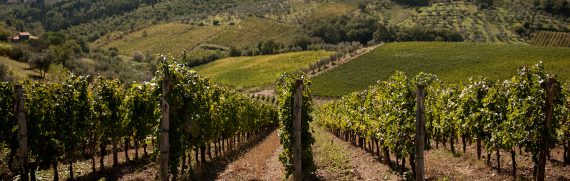 storia-di-un-vino-conosciuto-in-tutto-il-mondo