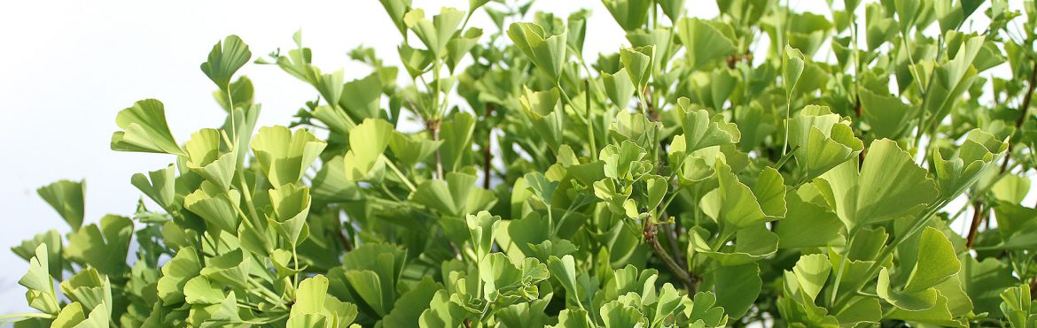 ginko-biloba