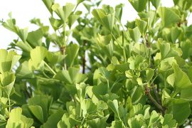 ginko-biloba