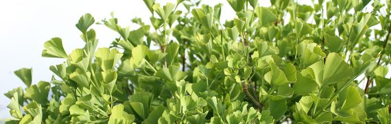 ginko-biloba