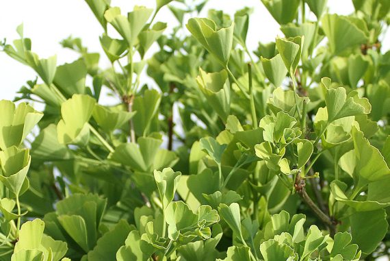 ginko-biloba