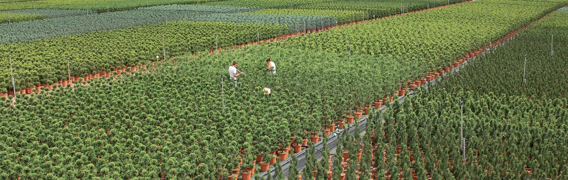 delizie-in-miniatura-giardini-rinascimentali