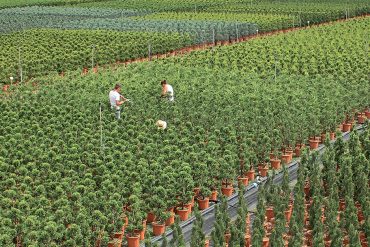 delizie-in-miniatura-giardini-rinascimentali